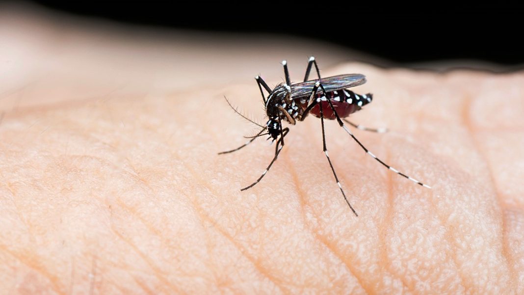 New Theory on Dengue Goes Viral-medhealthreview